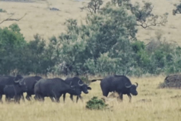 Clip: Sư tử đực tấn công trâu rừng thì bị kéo lê và giẫm đạp, bất ngờ xảy ra khi các 'bóng đen' kéo tới
