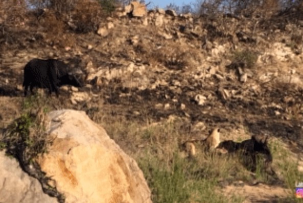 Clip: Sư tử cái đơn độc tấn công trâu rừng thì bị 'bóng đen' đánh đuổi, kết quả bất ngờ