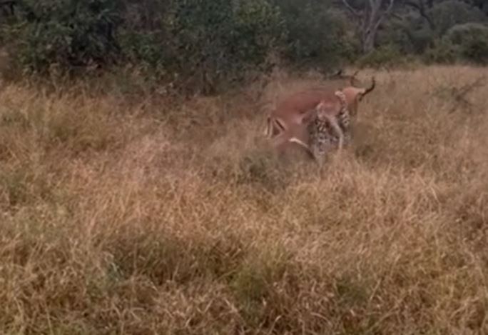 Clip: Linh dương mất mạng vì chạy thẳng vào vị trí báo hoa mai đang ẩn nấp