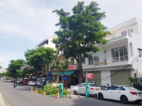Đà Nẵng: Cắt tỉa gần 47.000 cây xanh ứng phó bão