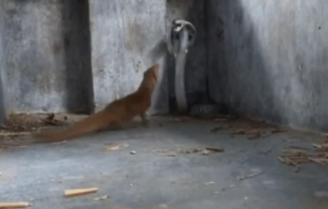 Clip: Cuộc Đấu Sinh Tử Giữa Hổ Mang và Cầy Mangut, kết Thúc Bất Ngờ