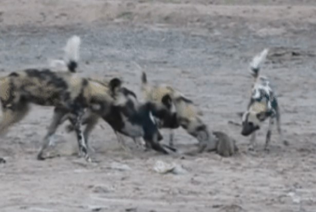 Clip: Dũng Cảm phá vây, cầy Mangut giải cứu gia đình trước bầy chó hoang