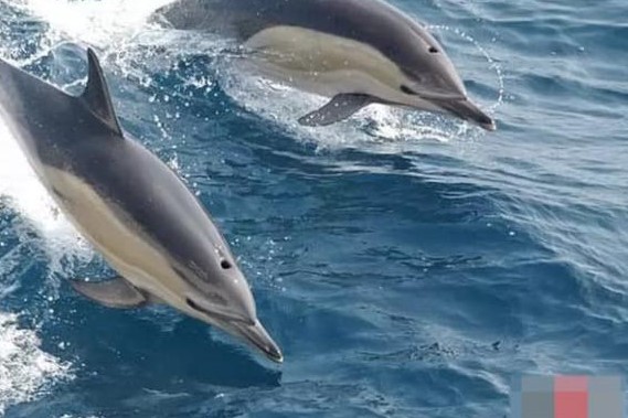 Top 10 loài động vật có chỉ số IQ cao nhất thế giới