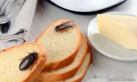 Nên làm gì nếu có gián ở nhà? Rắc một nắm thứ này lên sẽ tiêu diệt được nhiều, vừa thân thiện với môi trường vừa tiết kiệm tiền!