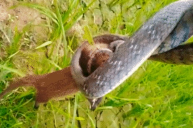 Clip: Hạ hổ mang chúa dễ như... 'ăn kẹo', ngờ đâu cầy Mangut lại bỏ mạng vì loài rắn vô hại này