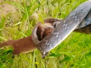 Clip: Hạ hổ mang chúa dễ như... 'ăn kẹo', ngờ đâu cầy Mangut lại bỏ mạng vì loài rắn vô hại này