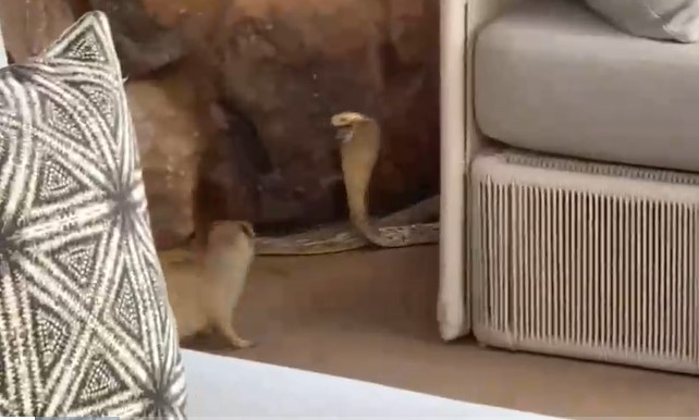 Clip: Hổ mang Nam Phi bị cầy Mangut tấn công và pha "độn thổ" giữa bãi đất trống giúp nó thoát chết