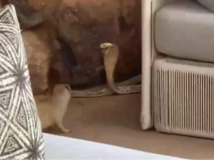 Clip: Hổ mang Nam Phi bị cầy Mangut tấn công và pha "độn thổ" giữa bãi đất trống giúp nó thoát chết