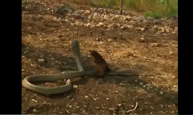 Clip: Cuộc đối đầu kinh hoàng của cầy Mangut với rắn hổ mang chúa