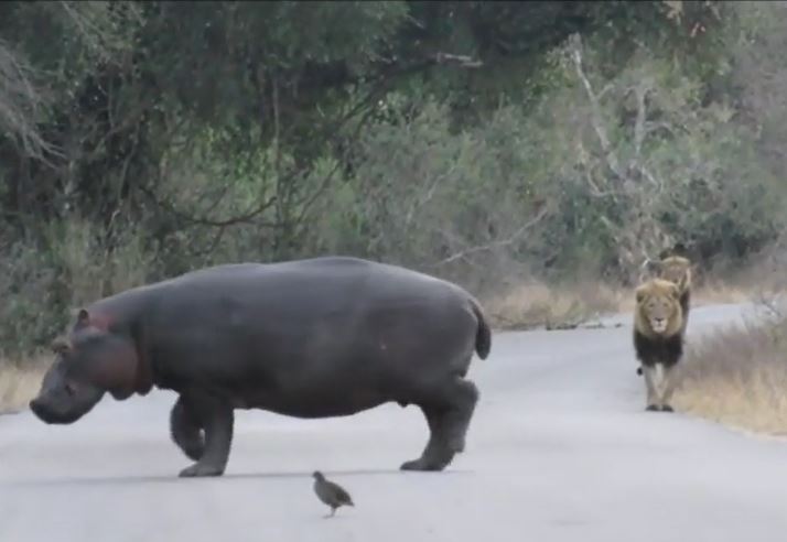 Bầy sư tử đang đi dạo phải dừng lại nhường đường khi con vật này xuất hiện
