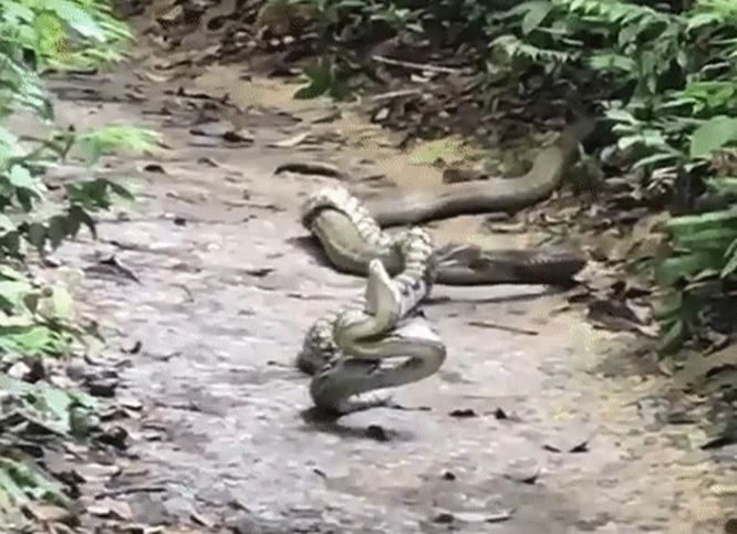 Rắn hổ mang tung đòn "cắn trộm" rồi "đoạt mạng" trăn gấm cỡ lớn