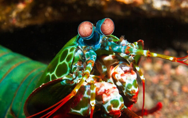 Khám phá loài vật sở hữu đôi mắt nhìn thấy mọi vật dưới ánh sáng hồng ngoại