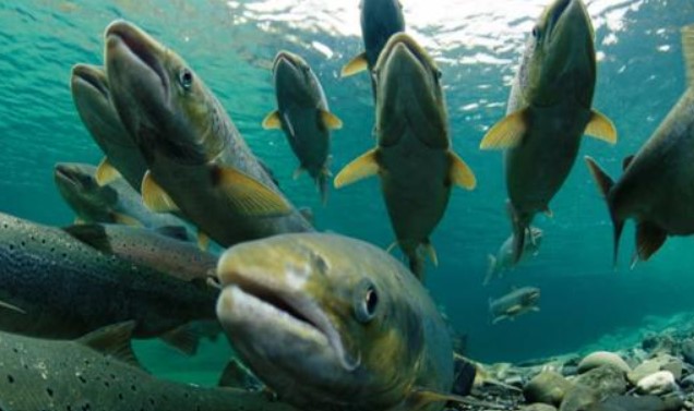 Nó là 'nữ hoàng của các loại cá' ở Việt Nam, ăn vào tốt cho tim mạch, não bộ lại chống viêm hiệu quả, ai cũng nên ăn nhiều