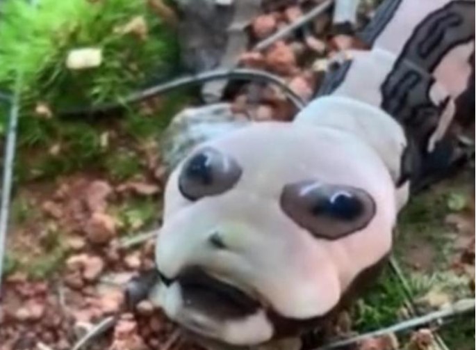 Bắt gặp loài vật lạ trông như rắn mà không phải rắn, dân mạng sợ muốn xỉu