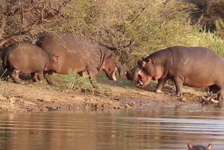 Hà mã mẹ chống trả quyết liệt khi con đực hung hăng muốn hại chết con mình