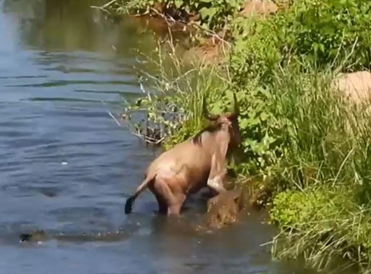 Clip: Linh dương đầu bò chống trả quyết liệt dù bị cá sấu níu chân