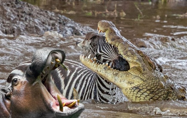 Cuộc di cư vĩ đại: Hành trình sinh tồn của ngựa vằn và sự tương trợ bất ngờ đến từ hà mã