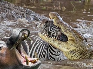 Cuộc di cư vĩ đại: Hành trình sinh tồn của ngựa vằn và sự tương trợ bất ngờ đến từ hà mã