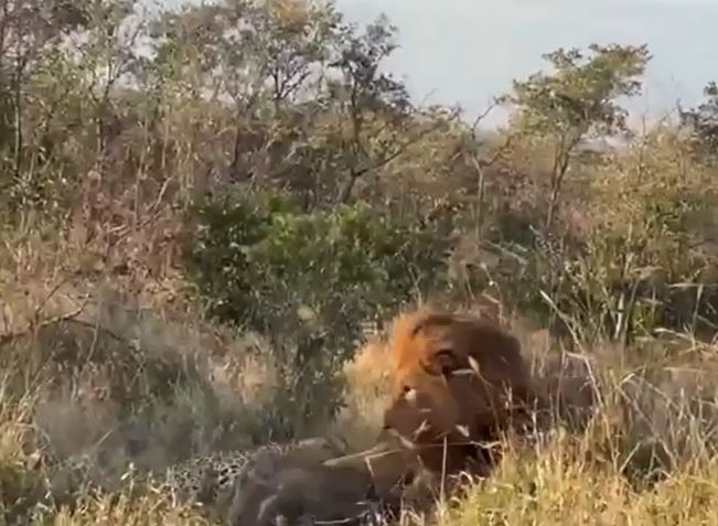 Clip: Mải mê săn lợn bướu, báo hoa mai suýt thành mồi ngon cho sư tử