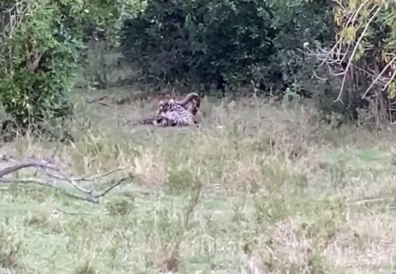 Trận chiến sinh tử giữa báo hoa mai và trăn “khủng”