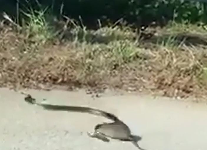 Chuột mẹ liều lĩnh mạng sống, tấn công rắn để cứu con