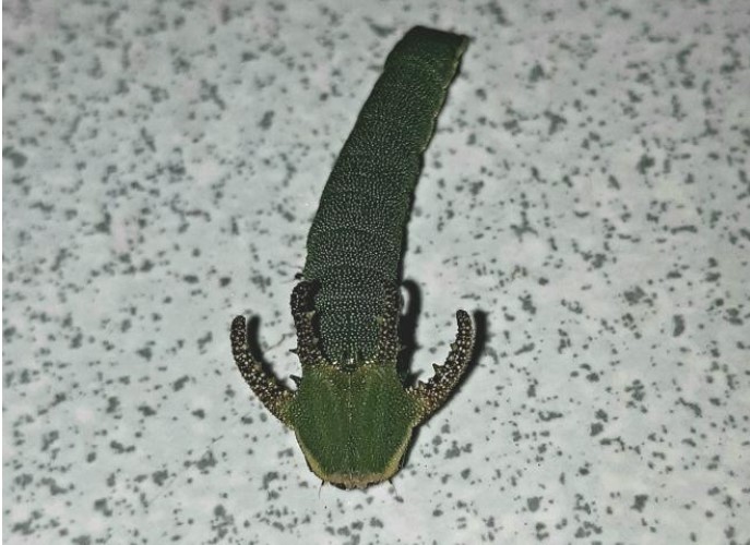 Phát hiện loài sâu lạ có sừng như vương miện, cô gái chia sẻ lên mạng liền được dân tình rần rần gọi tên 'sâu hoa hậu'