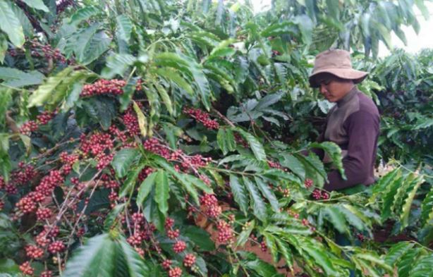 Phát triển vùng nguyên liệu nông, lâm sản đạt tiêu chuẩn xuất khẩu