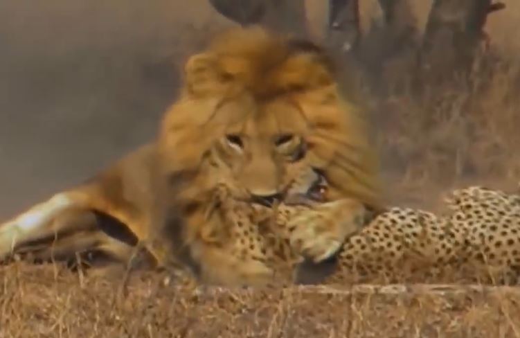 Bị mai phục và tấn công bất ngờ, báo săn trở thành mồi ngon cho sư tử