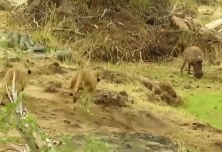 Thi&#x1EBF;u c&#x1EA3;nh gi&#xE1;c, l&#x1EE3;n b&#x1B0;&#x1EDB;u hi&#x1EBF;n m&#xEC;nh cho s&#x1B0; t&#x1EED; trong nh&#xE1;y m&#x1EAF;t