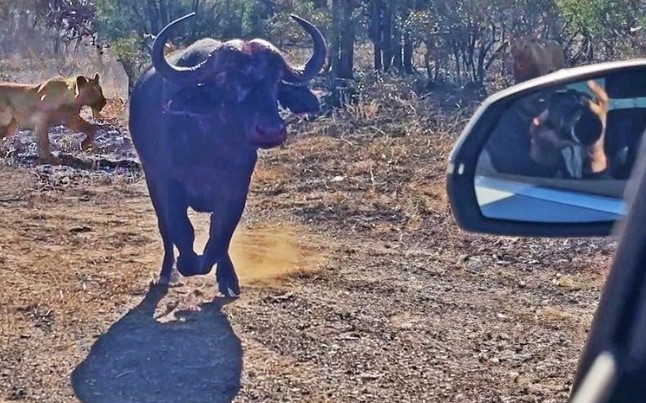 Clip: Bị đàn sư tử truy sát, trâu rừng châu Phi hoảng loạn đâm nát đầu xe Audi của du khách