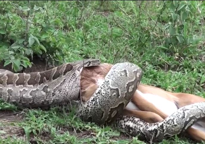 Kinh hãi cảnh trăn dài 6 mét nuốt trọn linh dương