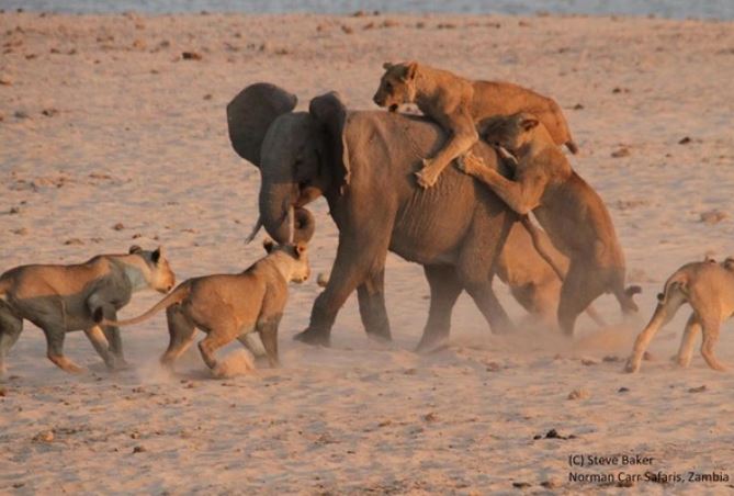 Khoảnh khắc voi con đơn độc chống trả đàn sư tử săn mồi