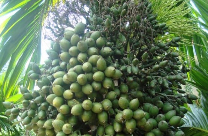 Quả cau cảnh trước đây chỉ để bỏ đi, nay là đặc sản, gần 200 nghìn đồng/kg cũng không có mà bán