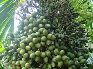 Quả cau cảnh trước đây chỉ để bỏ đi, nay là đặc sản, gần 200 nghìn đồng/kg cũng không có mà bán