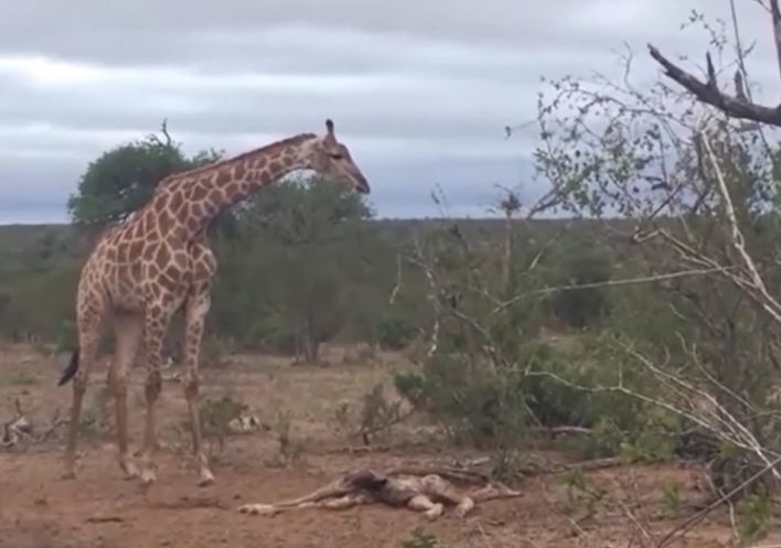 Hươu cao cổ mẹ chiến đấu chống lại bầy linh cẩu để bảo vệ xác con