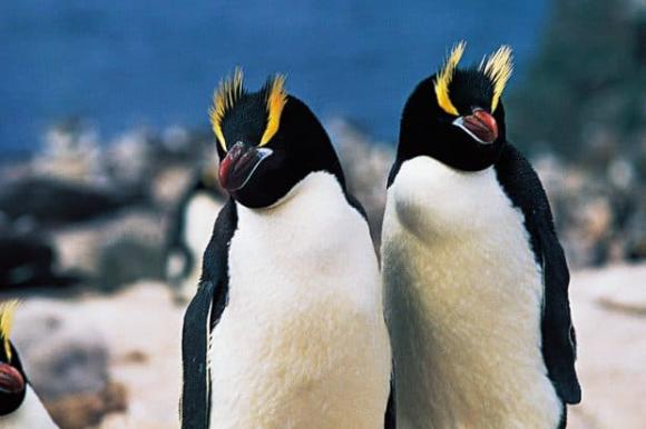 Hành vi kỳ lạ ở chim cánh cụt: đẻ 2 quả trứng mỗi mùa sinh sản, nhưng luôn bỏ đi 1 quả, lý do bất ngờ đằng sau!