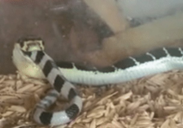 Clip: Rắn hổ mang chúa con đối đầu với cạp nia