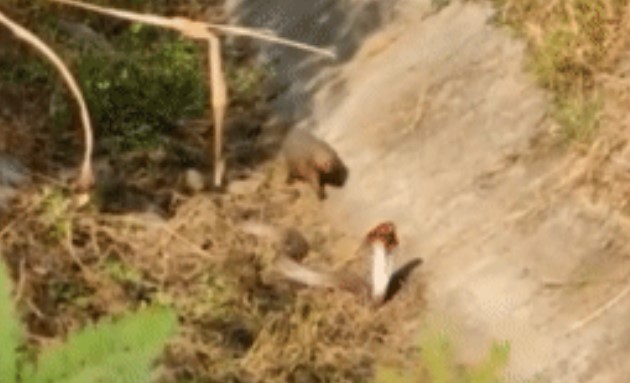 Clip: Rắn hổ mang bị hạ gục đầy kịch tính bởi kẻ thù truyền kiếp