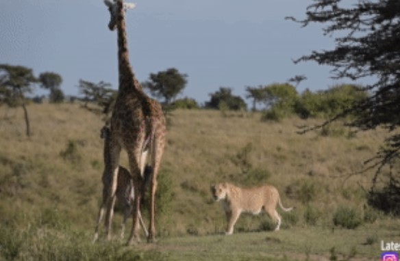 Clip: Trận chiến kịch tính giữa mẹ con hươu cao cổ và sư tử, hươu con nhảy xuống sông để trốn thoát