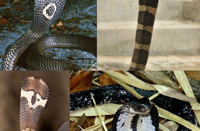 Những loài rắn hổ mang thực sự sống ở Việt Nam, tại sao không có hổ mang chúa?