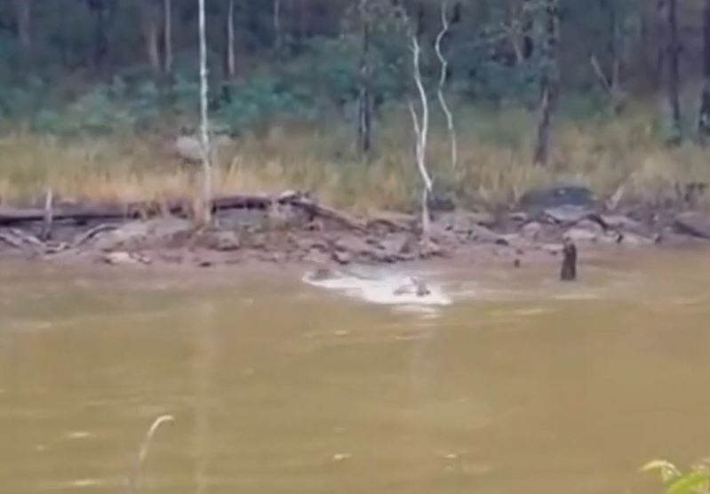 Nai con nhanh trí, 2 lần thoát chết khỏi nanh vuốt báo hoa mai