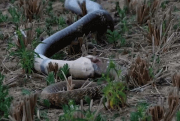 Clip: Những pha "vặn người chết chóc" của rắn hổ mang chúa: Đòn kết liễu con mồi đầy máu lạnh của "nhà vua"