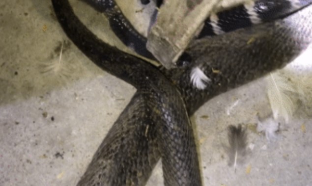 Clip: Truy tìm kẻ giết rắn hổ mang trong chuồng gà, phát hiện loài rắn có nọc độc cực mạnh