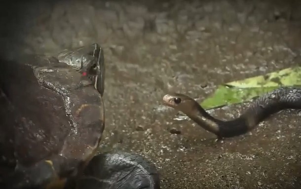 Clip: Cú đớp nhanh kinh hoàng của rùa tai đỏ - rắn hổ mang biến thành con mồi