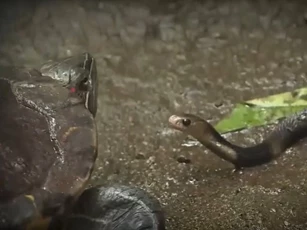 Clip: Cú đớp nhanh kinh hoàng của rùa tai đỏ - rắn hổ mang biến thành con mồi