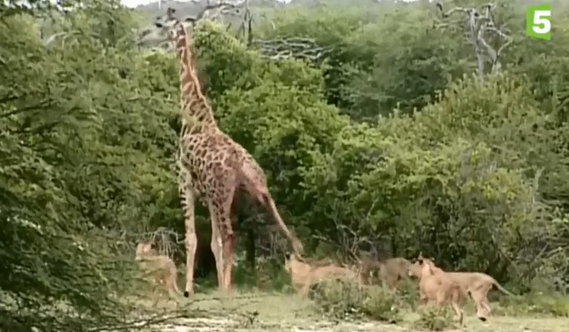 Clip: ‘Xúm đen xúm đỏ’ săn hươu cao cổ, bầy sư tử vẫn bị con mồi đá tả tơi