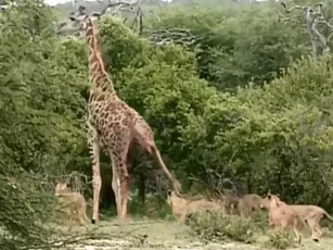 Clip: ‘Xúm đen xúm đỏ’ săn hươu cao cổ, bầy sư tử vẫn bị con mồi đá tả tơi