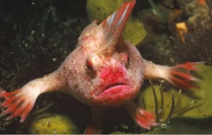 Loài cá có vây hình bàn tay kỳ lạ