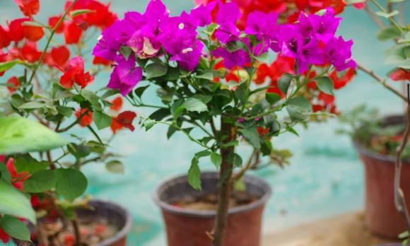 Bón phân gì cho hoa giấy để hoa nở nhiều hơn? Chỉ có ba loại phân hữu cơ này, nếu nhiều hơn là một sự lãng phí