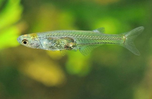 Khám phá loài cá siêu nhỏ nhưng ồn ào nhất thế giới động vật